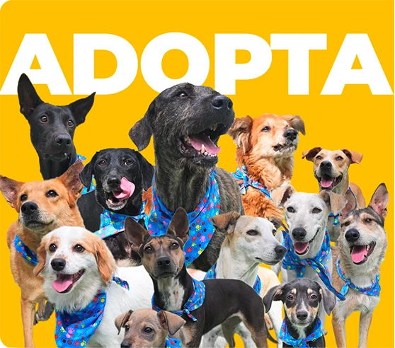 ¿Estás interesado en adoptar?